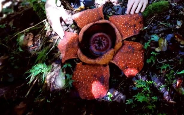 Chiêm ngưỡng loài hoa lớn nhất thế giới