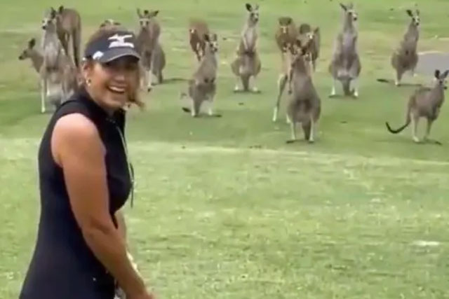 Người phụ nữ bị kangaroo "phục kích", đánh tơi tả