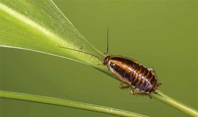 Tin xấu: Loài gián đang hình thành những đột biến giúp chúng kháng lại thuốc xịt côn trùng - Ảnh 3.