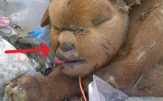 Đi đổ rác, người dân phát hoảng vì bắt gặp sinh vật lạ, càng nhìn càng hoang mang