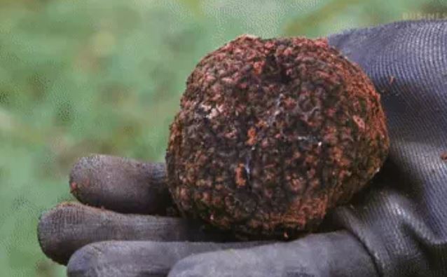 Chú chó ra sức đào ra một cục đá dưới gốc cây, là 'kim cương' của ẩm thực: Giá tỷ đồng!