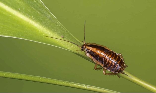 Tin xấu: Loài gián đang hình thành những đột biến giúp chúng kháng lại thuốc xịt côn trùng