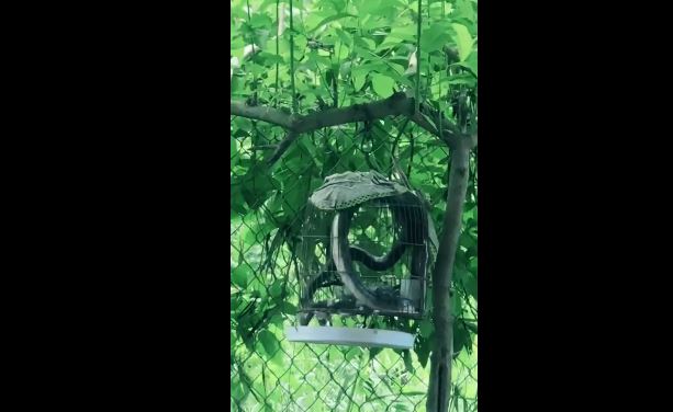 Con rắn chui vào lồng chim treo trên cây để ăn thịt chim: Đây là loài rắn gì?