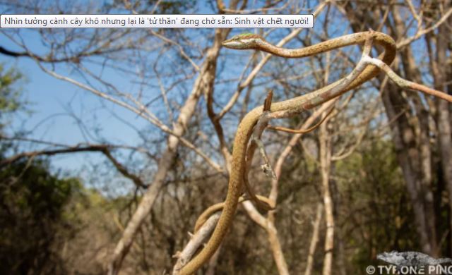Nhìn tưởng cành cây khô nhưng lại là 'tử thần' đang chờ sẵn: Sinh vật chết người!