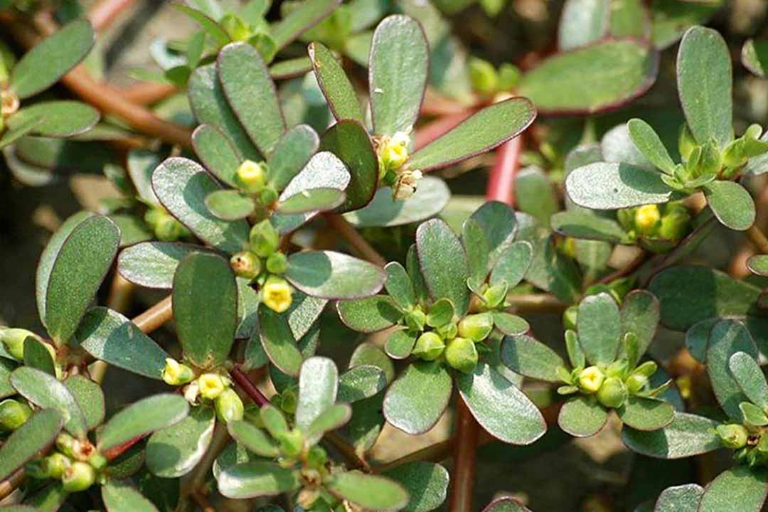 4 loại rau mọc dại ở Việt Nam nhưng là thần dược cho sức khỏe