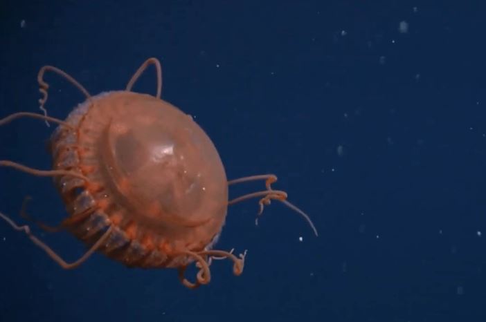 Hình ảnh về loài sứa vương miện lớn nhất từng được phát hiện