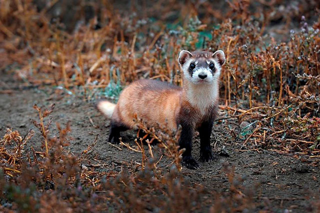 ‘Sở thú đông lạnh’ hồi sinh các loài động vật bên bờ vực tuyệt chủng