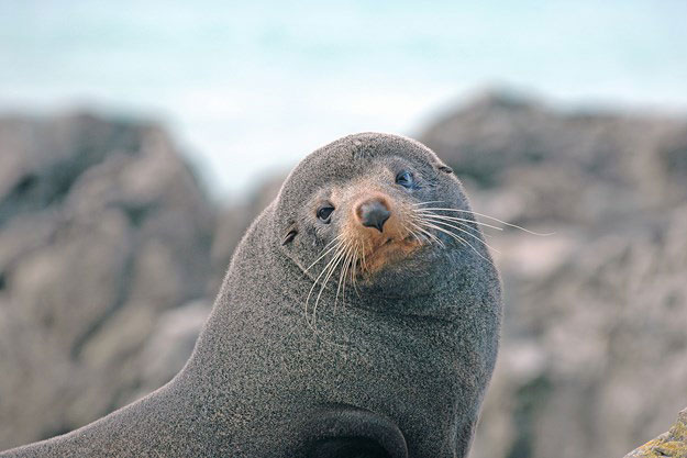 'Nghề trông trẻ': Công cuộc chăm sóc thế hệ sư tử biển mới tại New Zealand