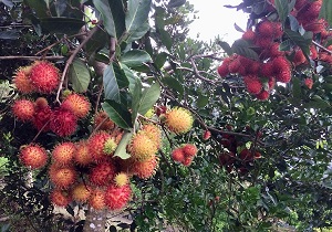 Cán bộ nông nghiệp sớm hình thành tư duy "tiếp thị chính sách"