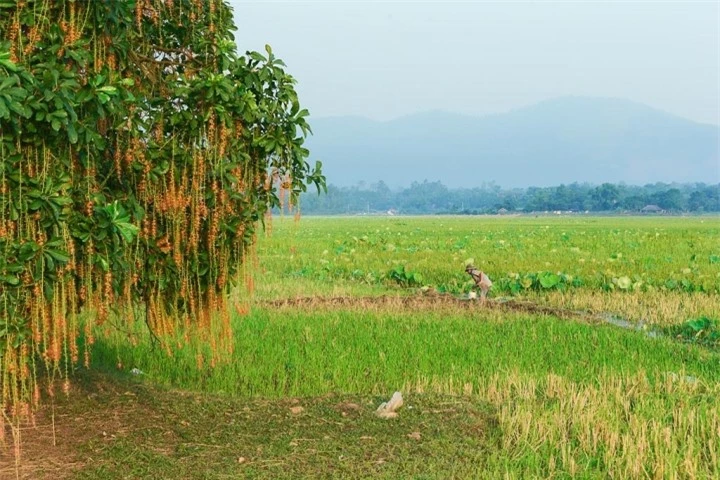 Cảnh sắc ấn tượng nơi quần thể lộc vừng 1000 tuổi cùng bí ẩn mộ con gái vua Hùng - 5