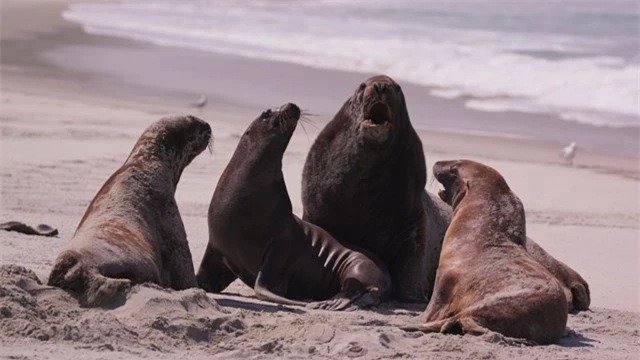 Một số tình nguyện viên cho Sea Lion Trust được chỉ định là ‘người giữ trẻ’, những người theo dõi sư tử biển trong những ngày đầu sinh sản. Ảnh: CNN.