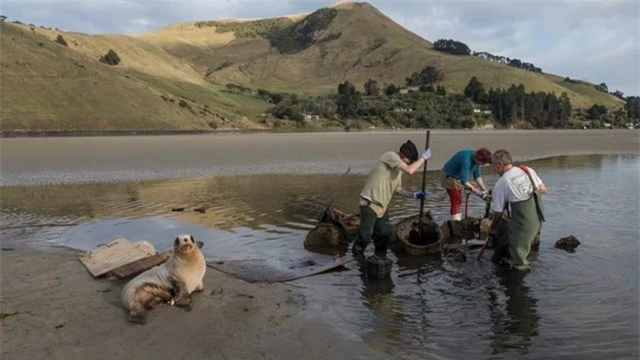 Các tổ chức chăm sóc môi trường sống của sư tử biển, đào các thùng dầu bị đổ ở khu vực Otago's Papanui Inlet. Ảnh: CNN.