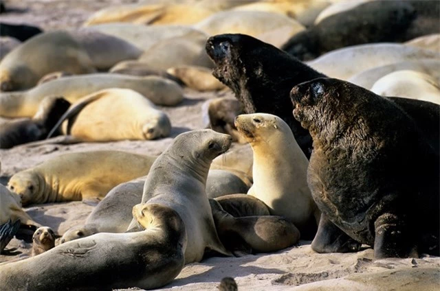 Chu kỳ sinh sản theo mùa là một thời điểm quan trọng đối với loài sư tử biển. Ảnh: CNN.