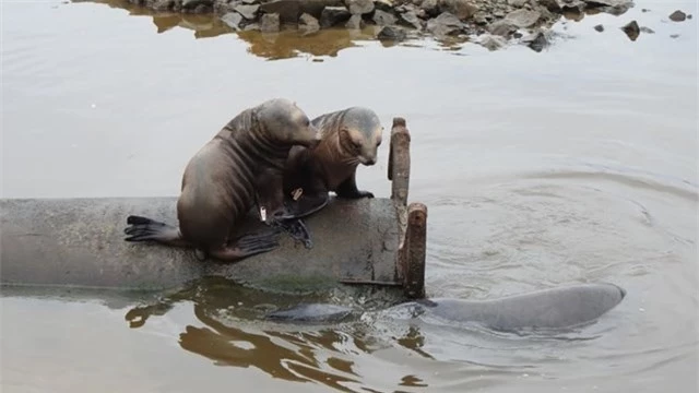 Hai chú sư tử biển con đang chơi trên một ống ở Cửa vào Bán đảo Otago. Ảnh: CNN.