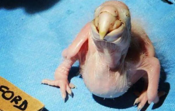 Nh&#x1EB7;t v&#x1EC1; ch&#xFA; chim x&#x1EA5;u x&#xED;, ch&#xE0;ng trai l&#x1EB7;ng ng&#x1B0;&#x1EDD;i khi th&#x1EA5;y ngo&#x1EA1;i h&#xEC;nh c&#x1EE7;a n&#xF3; khi m&#x1ECD;c l&#xF4;ng