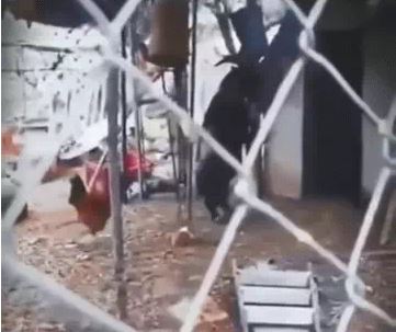 Thấy con dê đi 2 chân, chủ lấy điện thoại ghi lại, những gì diễn ra sau đó gây rùng mình