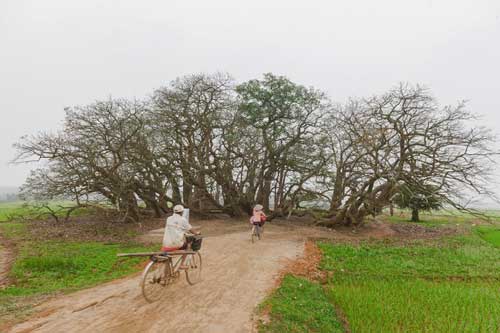 Cảnh sắc ấn tượng nơi quần thể lộc vừng 1.000 tuổi cùng bí ẩn mộ con gái vua Hùng