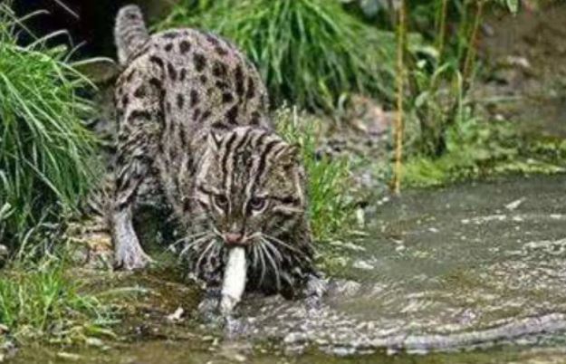 Cô gái nhặt được chú mèo hoang, hành động lạ của con vật tiết lộ lai lịch ghê gớm