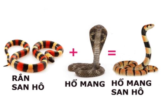 Phiên bản kết hợp giữa 2 loài rắn là hổ mang và san hô: Cực độc, chưa có huyết thanh!