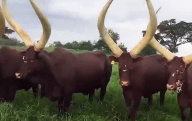 Đây là sinh vật sở hữu cặp sừng to như ngà voi, bất ngờ với thứ chứa bên trong: Đó là gì?