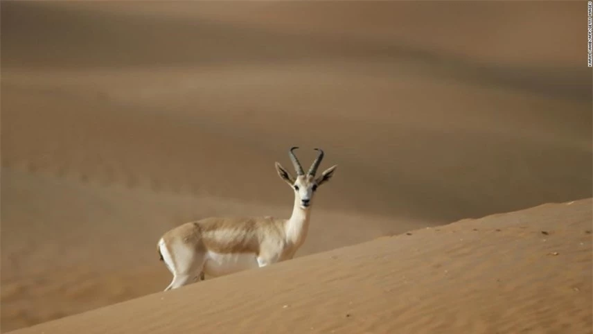Loài linh dương Ả Rập đã bị tuyên bố tuyệt chủng trong thế kỷ 21. Ảnh: CNN.