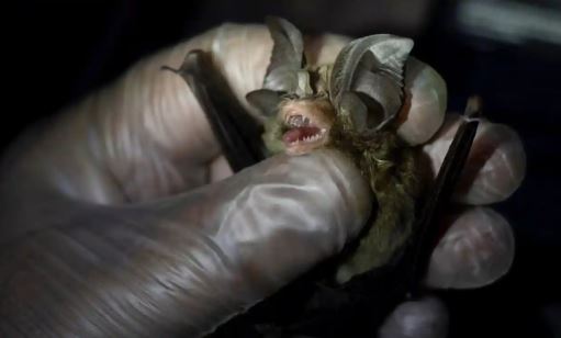 Khủng hoảng khí hậu có thể thúc đẩy các đại dịch trong tương lai