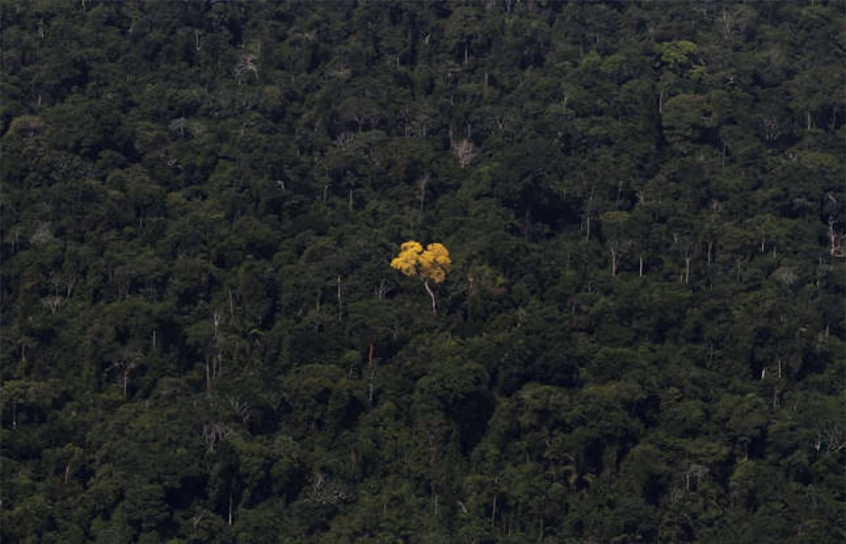 Cây Ipe trong bức ảnh được nhìn từ trên cao chụp rừng Amazon gần thành phố Novo Progresso, bang Para, Brazil.