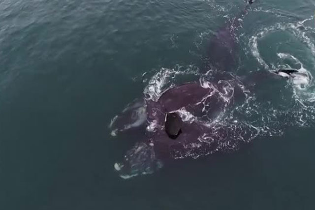 Hình ảnh hiếm gặp về “cái ôm” của hai chú cá voi