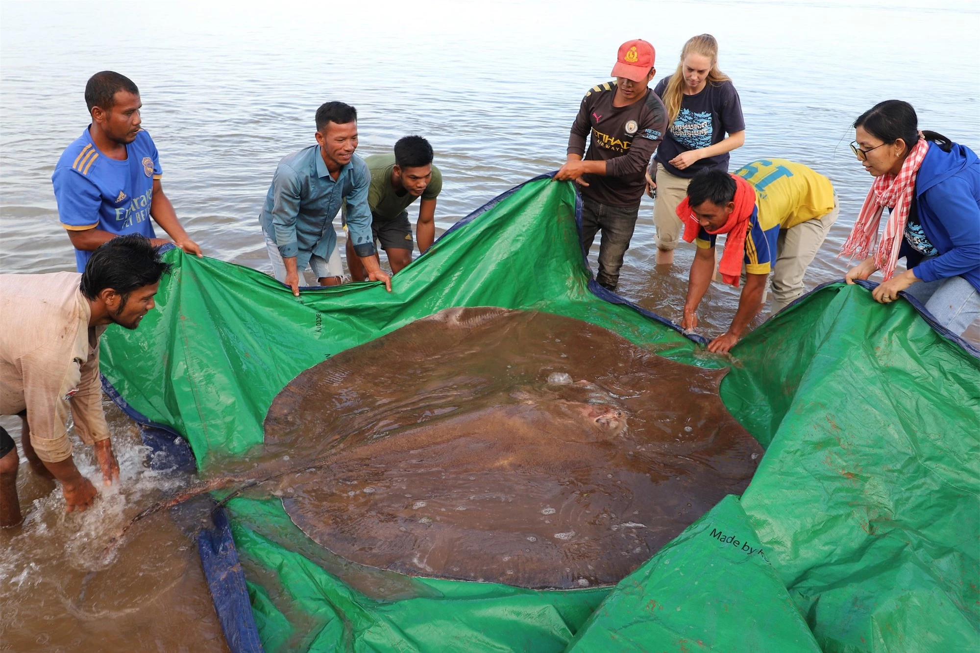 Sinh vật khổng lồ nặng 150 kg, dài 4 m vừa được giải cứu trên sông Mê Kông: Loài nguy cấp! - Ảnh 1.