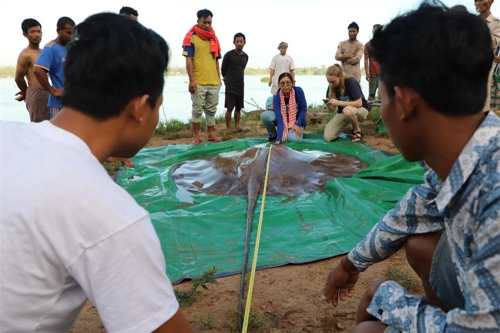 Sinh vật khổng lồ nặng 150 kg, dài 4 m vừa được giải cứu trên sông Mê Kông: Loài nguy cấp! - Ảnh 2.