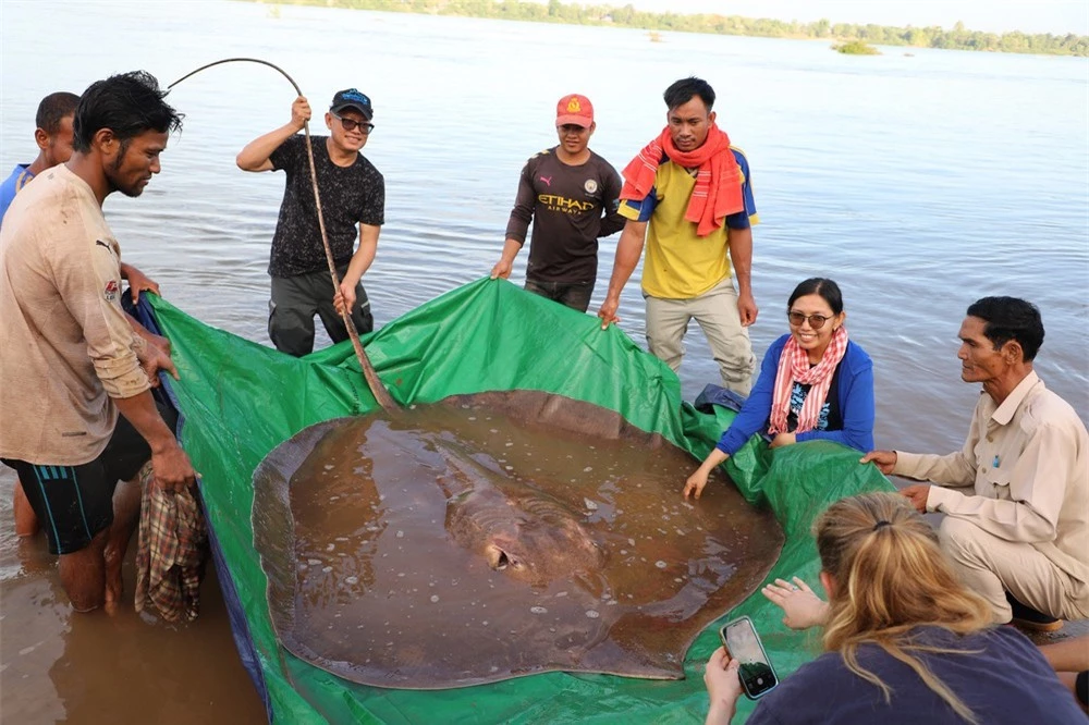 Sinh vật khổng lồ nặng 150 kg, dài 4 m vừa được giải cứu trên sông Mê Kông: Loài nguy cấp! - Ảnh 3.