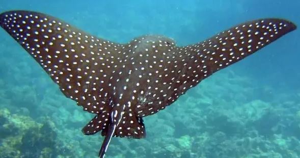 Cận cảnh cá đuối đại bàng đốm săn tìm thức ăn