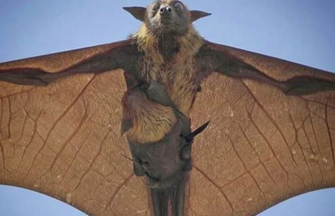 19 lần thiên nhiên khiến con người sợ đến tái mặt: Ai yếu tim nhìn thấy số 15 chắc ngất