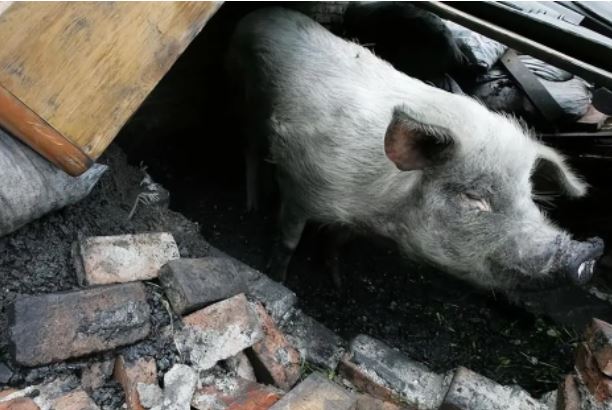 Sống sót sau khi bị vùi lấp hơn 1 tháng, biểu hiện của chú lợn khiến ai cũng kinh ngạc