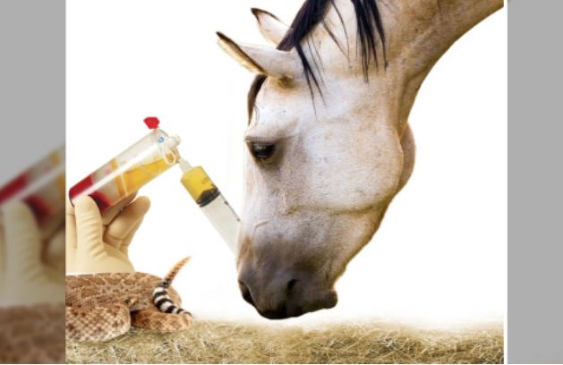 Ngựa giúp cứu sống hàng trăm ngàn người mỗi năm nhờ máu của mình, lý do là gì?