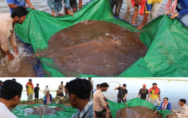 Sinh vật khổng lồ nặng 150 kg, dài 4 m vừa được giải cứu trên sông Mê Kông: Loài nguy cấp!