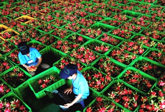 Quả thanh long chất lượng cao của Việt Nam được quốc tế quan tâm
