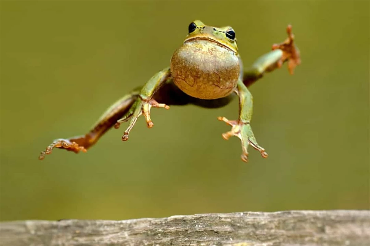 Khả năng nhảy của ếch rất khác nhau phụ thuộc vào kích thước và từng loài. Trung bình loài động vật này có thể nhảy ở khoảng cách dài gấp 20 - 50 lần chiều dài cơ thể của nó.