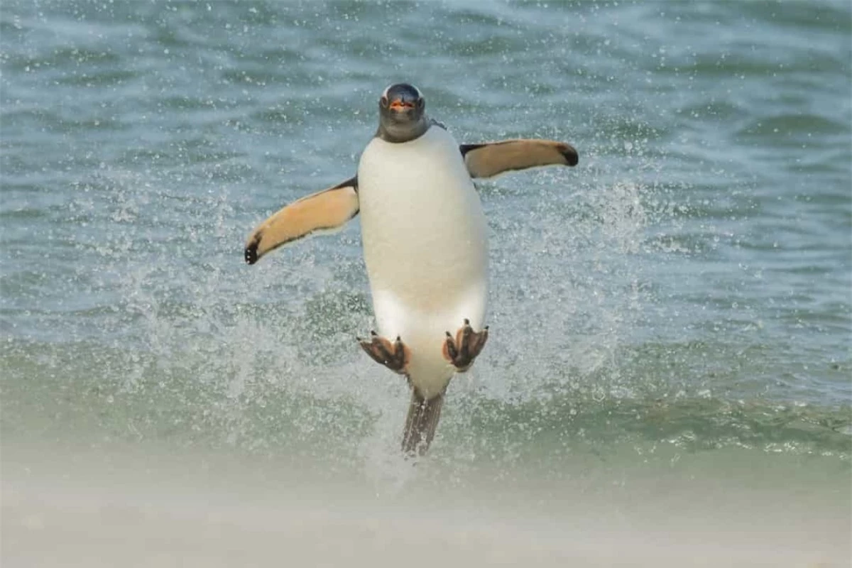Ai nói chim cánh cụt không thể bay?
