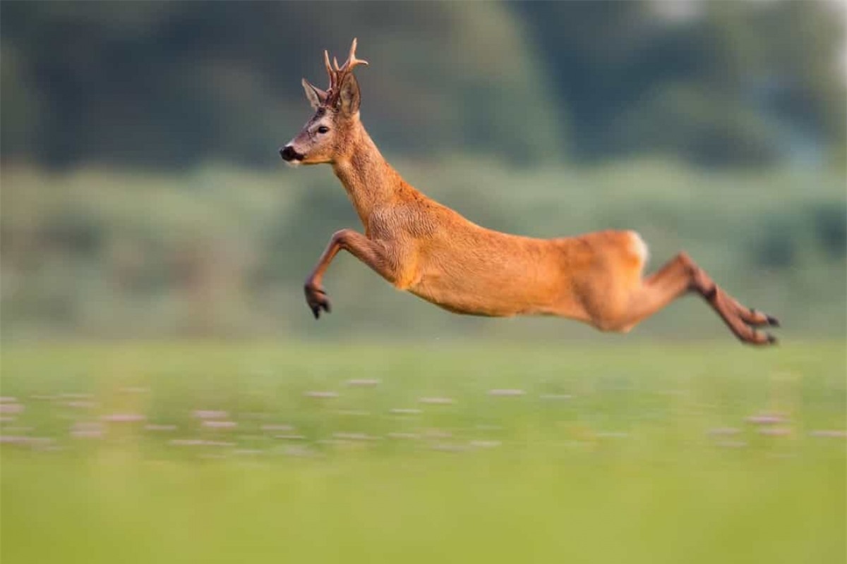 Hươu đỏ có thể chạy ở vận tốc 56 - 64km/h. Bức ảnh này đã bắt trúng khoảnh khắc nó đang chạy rất nhanh.