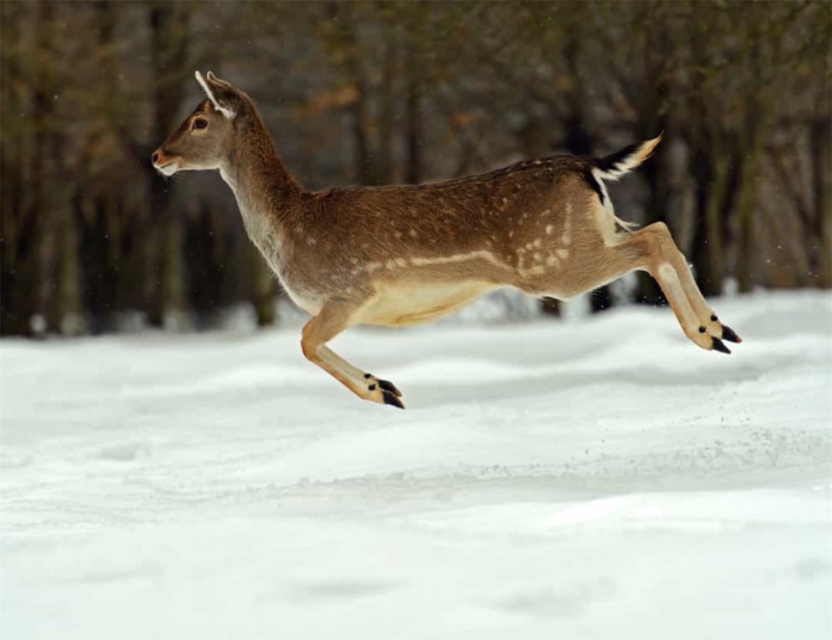 Loài động vật xinh đẹp này có thể nhảy xa tới 2,4 mét.