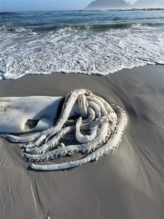 Cảnh tượng hiếm thấy, xác mực khổng lồ hơn 3m trôi dạt trên bãi biển Nam Phi ảnh 1