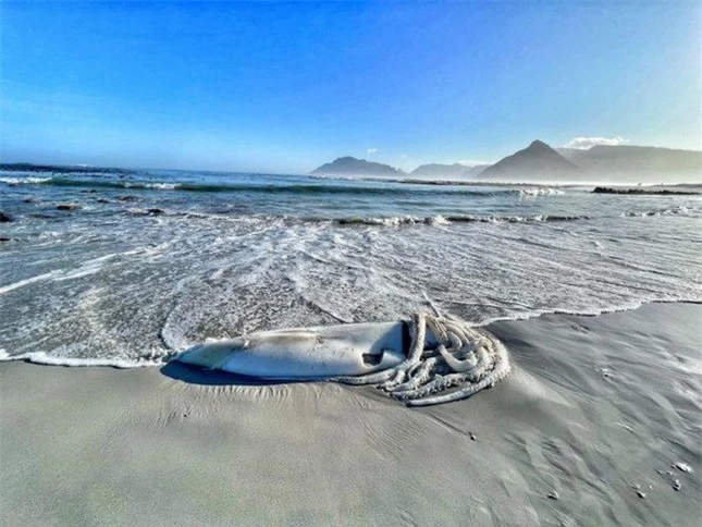 Cảnh tượng hiếm thấy, xác mực khổng lồ hơn 3m trôi dạt trên bãi biển Nam Phi ảnh 2