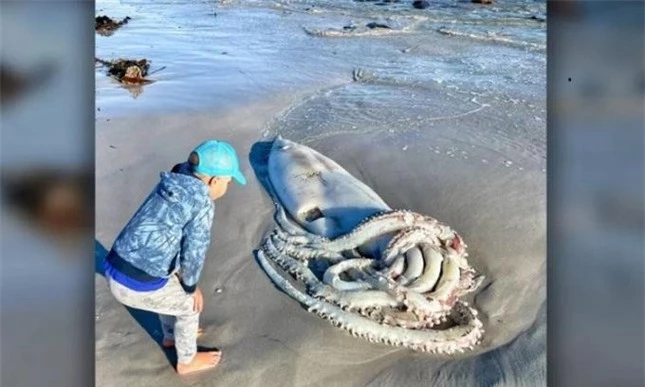 Cảnh tượng hiếm thấy, xác mực khổng lồ hơn 3m trôi dạt trên bãi biển Nam Phi ảnh 3