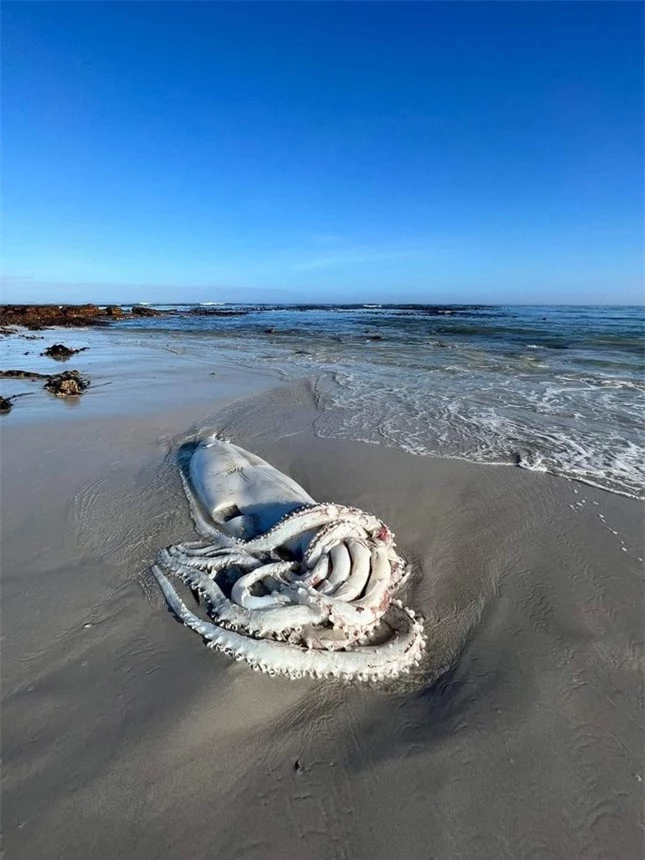 Cảnh tượng hiếm thấy, xác mực khổng lồ hơn 3m trôi dạt trên bãi biển Nam Phi ảnh 4