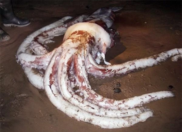 Cảnh tượng hiếm thấy, xác mực khổng lồ hơn 3m trôi dạt trên bãi biển Nam Phi ảnh 6