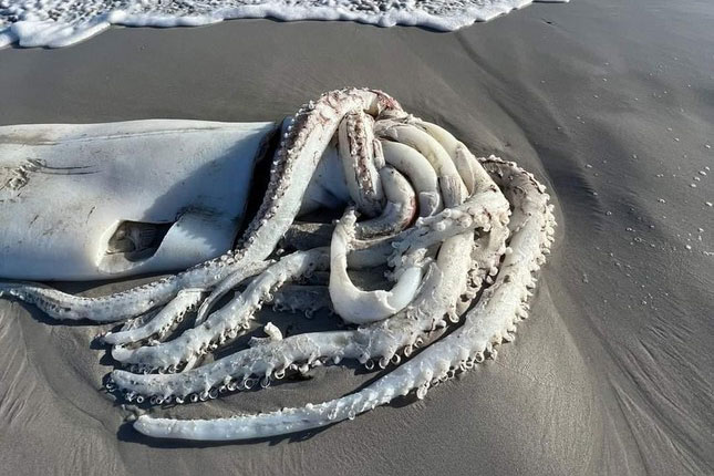 Cảnh tượng hiếm thấy, xác mực khổng lồ hơn 3m trôi dạt trên bãi biển Nam Phi