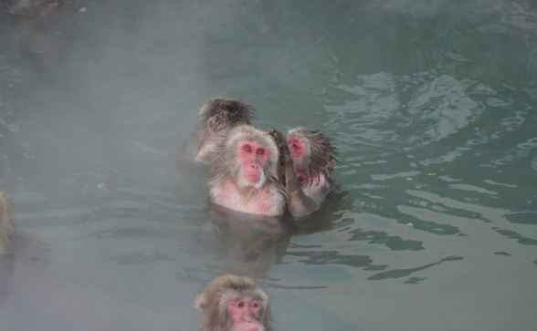 Cảnh tượng choáng ngợp của xứ sở mùa đông Hokkaido, vừa ngắm biển vừa nghịch tuyết là cảm giác thế nào?