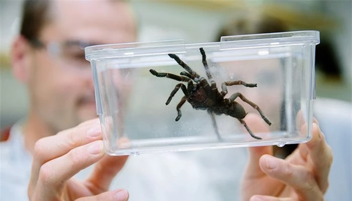 fraser-island-funnel-web-700x400.jpg