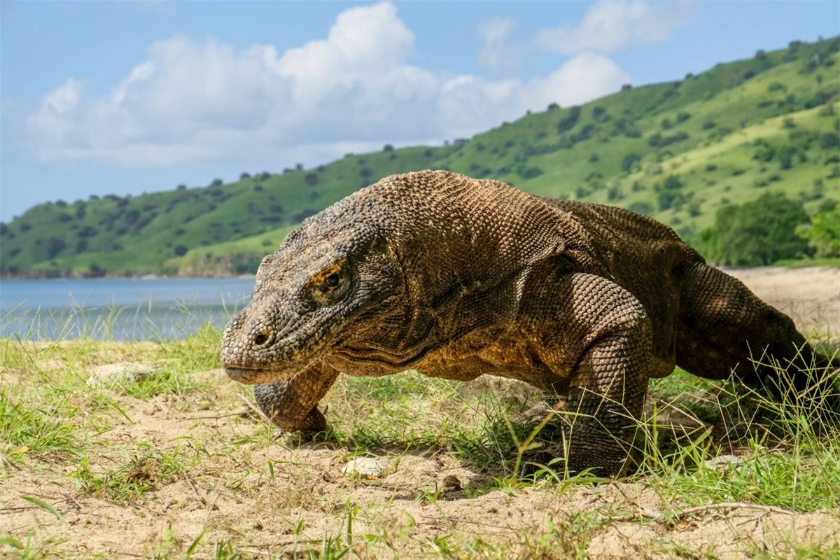 Komodo dragon park1752021a.jpg